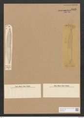Hantzschia amphioxys var. hyperborea Grun. (de-Toni-Nr.: Genus 50, Species 2204) Zeichnungen Sammlung Grunow Nr. 4606 (NHMW-BOT-W0372642)